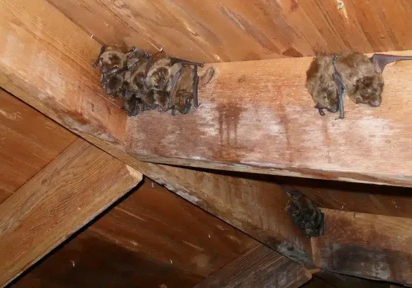 Bats roosting on wooden attic beams