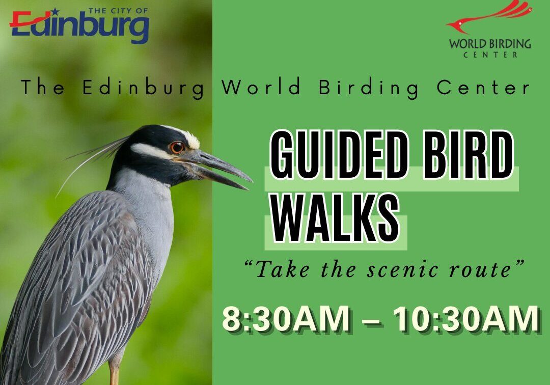 Bird Walks