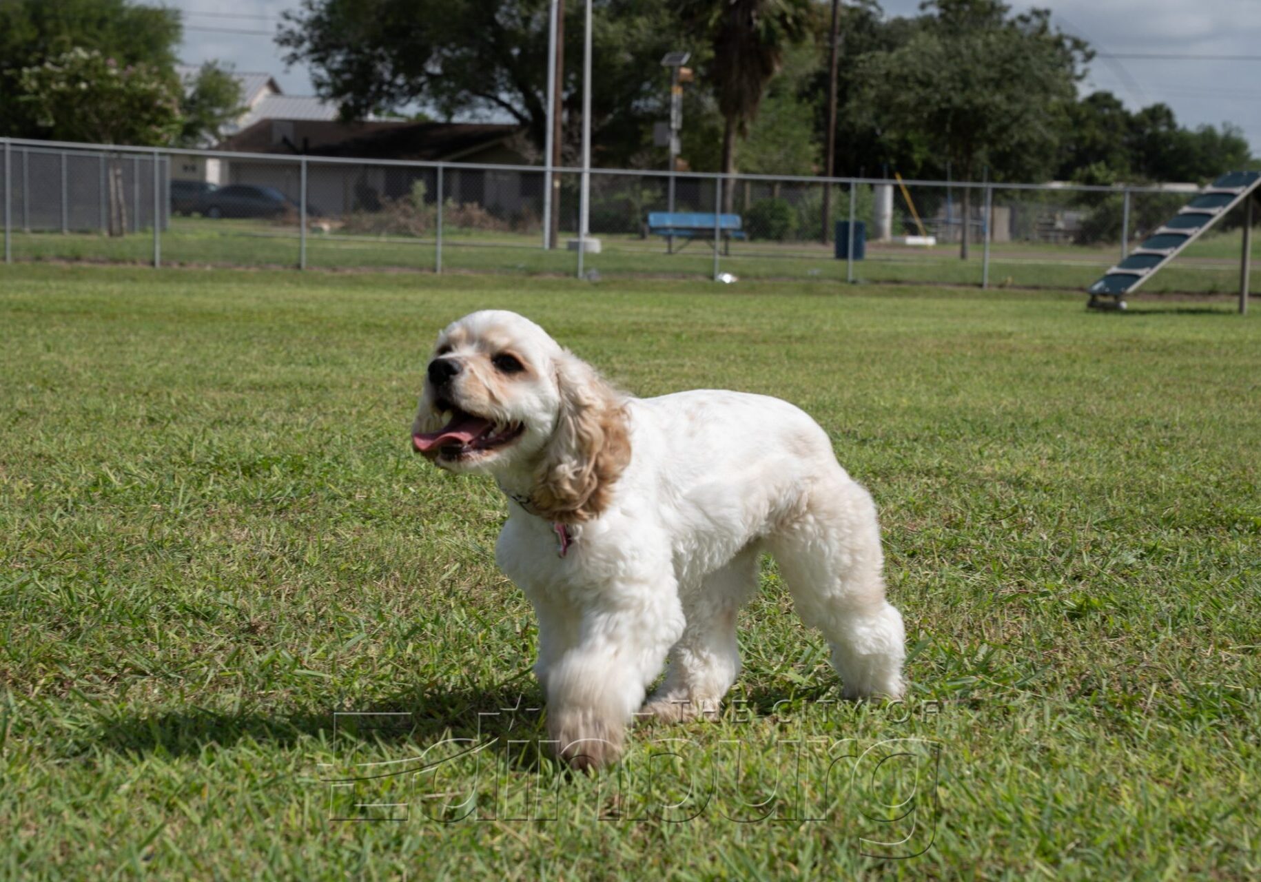 Small white dog walking in grassy park