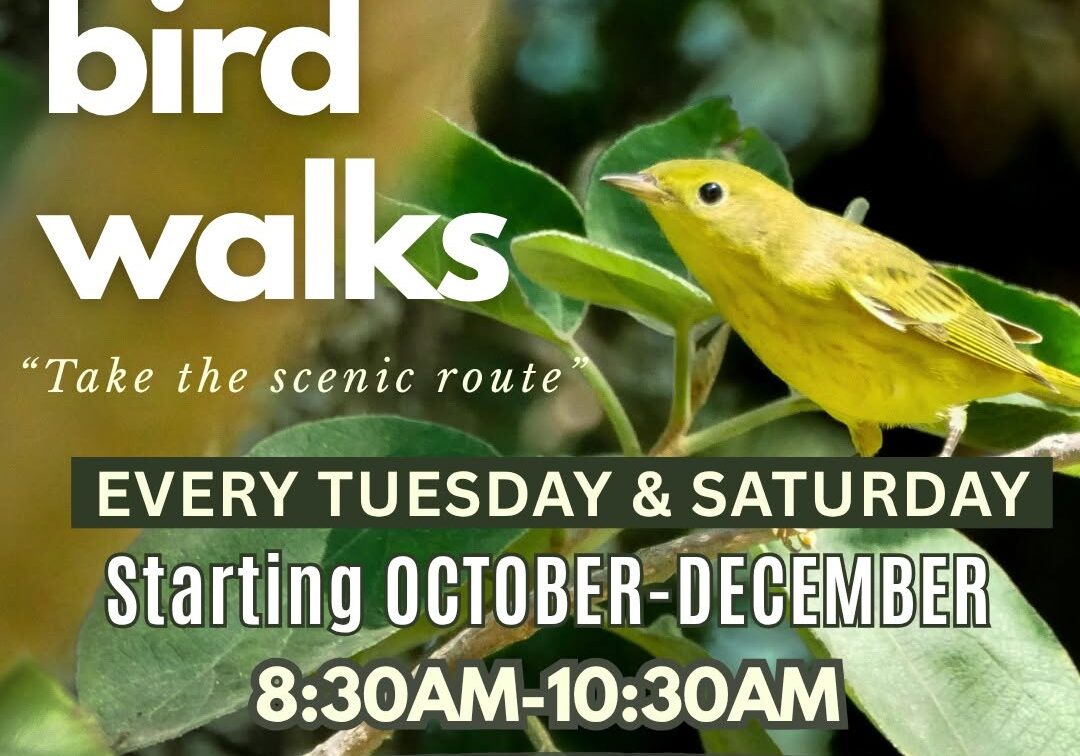 Guided Bird Walks