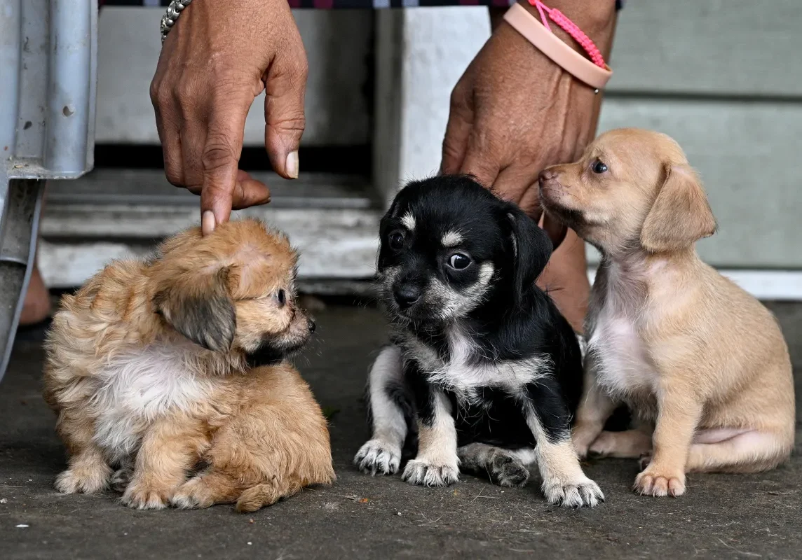 Puppies